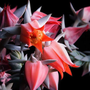 Meet your Posher, Kadence